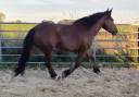 Mare Normandy Cob For sale 2023 Bay