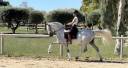 Gelding CDE Caballo Deporte Espanol For sale 2015 Grey