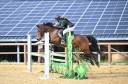 Gelding Connemara For sale 2018 Bay