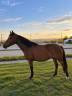 Mare French Saddle Pony For sale 2022 Bay