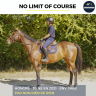 Gelding Thoroughbred For sale 2021 Bay