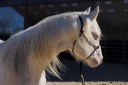 Colt Quarter For sale 2024 Cream