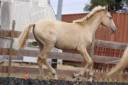 Filly PRE Pure Spanish Bred For sale 2026 Pearl