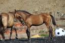 Filly PRE Pure Spanish Bred For sale 2026 Pearl