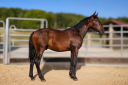 Colt PRE Pure Spanish Bred For sale 2025 Bay