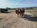 Mare Comtois For sale 2022 Chesnut