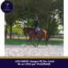 Gelding Thoroughbred For sale 2023 Bay