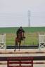 Mare French Saddle Pony Part-Livery 2020 Bay
