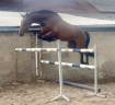 Mare BWP Belgian Warmblood For sale 2023 Bay