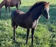 Filly New Forest For sale 2026 Black