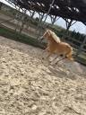 Filly Haflinger For sale 2024 Silver dapple