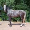 Gelding Selle Fran&ccedil;ais For sale 2021 Grey