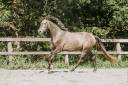 Gelding KWPN Dutch Warmblood For sale 2022 Grey