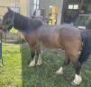 Gelding Other Pony Breed Free 2001 Bay