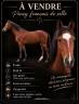 Gelding French Saddle Pony For sale 2021 Bay