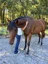 Mare French Trotter For sale 2021 Bay