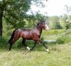 Entire French Saddle Pony For sale 2023 Dark Bay