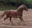 Broodmare Welsh Pony (Section A) For sale 2015 Chesnut