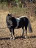Mare No Origin Recorded For sale 2006 Coloured