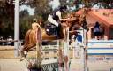 Gelding French Saddle Pony For sale 2015 Chesnut