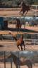 Gelding French Trotter For sale 2022 Bay
