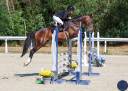 Entire French Saddle Pony For sale 2021 Bay