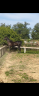 Broodmare Arabian For sale 2013 Black