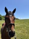 Mare Origin Recorded For sale 2023 Bay