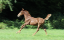 Entire Zangersheide For sale 2026 Chesnut