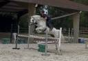 Gelding Connemara For loan 2019 White
