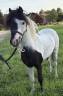 Stallion Other Pony Breed For sale 2022 Coloured