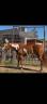 Mare Paint For sale 2021 Overo