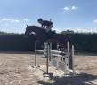 Gelding Zangersheide For sale 2021 Chesnut