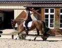 Gelding Thoroughbred For sale 2015 Bay