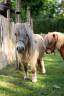 Mare Shetland Pony For sale 2013 Grey