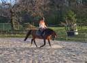 Hakim du Pouy - Arabian 2017 by Mister Gimoux