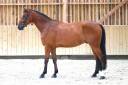 Gelding Selle Fran&ccedil;ais For sale 2020 Bay