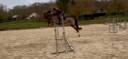 Gelding Selle Fran&ccedil;ais For sale 2014 Chesnut