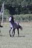 Filly Connemara For sale 2025 Grey