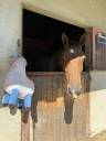 Gelding Selle Fran&ccedil;ais For sale 2023 Bay