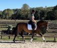 Mare Origin Recorded For sale 2021 Bay