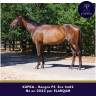 Gelding Thoroughbred For sale 2022 Dark Bay