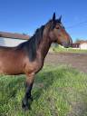 Gelding French Saddle Pony Part-Livery 2021 Bay