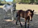 Entire French Saddle Pony For sale 2026 Bay