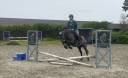 Mare Other Pony Breed For sale 2022 Grey