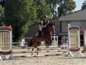 Mare Origin Recorded For sale 2022 Bay