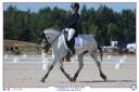 Mare Connemara For loan 2014 Grey