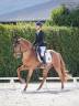 Stallion French Saddle Pony For loan 2020 Chesnut