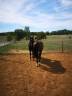 Gelding KWPN Dutch Warmblood For sale 2016 Black