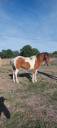 Mare Origin Recorded For sale 2024 Coloured